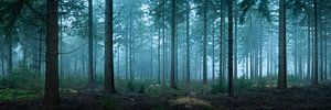 Frühmorgendlicher Fichtenwald