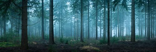 Frühmorgendlicher Fichtenwald