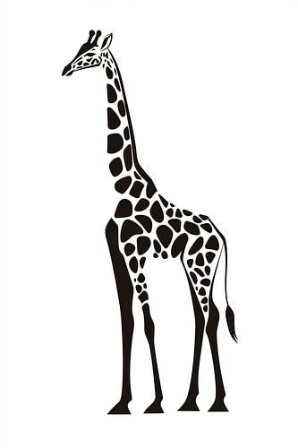 Zwart-witte giraffe in beeld