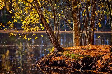 Autumn light | Herfstverlichting by Dieter Ludorf