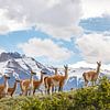 's de guanacos à Torres del Paine, en Patagonie sur Ron van der Stappen