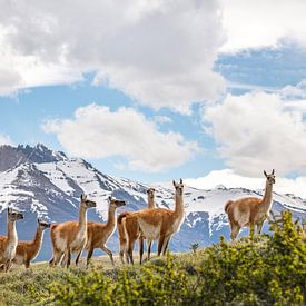 's de guanacos à Torres del Paine, en Patagonie sur Ron van der Stappen