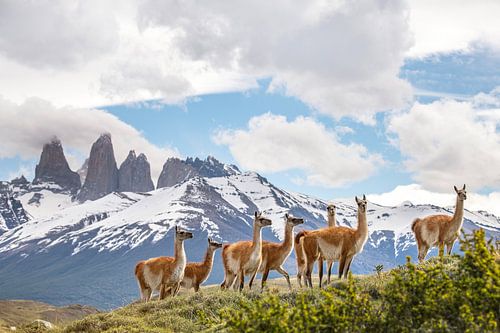 Guanaco's in Torres del Paine Patagonie