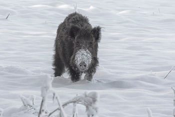 Wild boar after a snow shower in Ede (Holland)