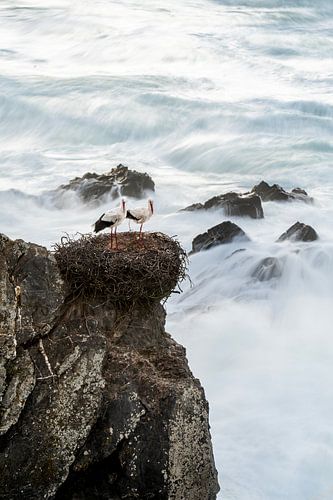 Ooievaar Nest op Klif boven Woeste Zee