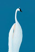 Swan maybe