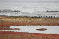 De Schorren, Texel.
