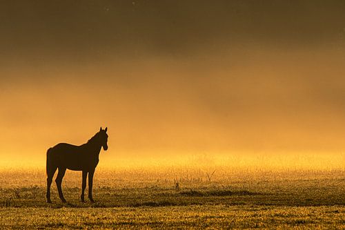 Horse in the fog during sunrise