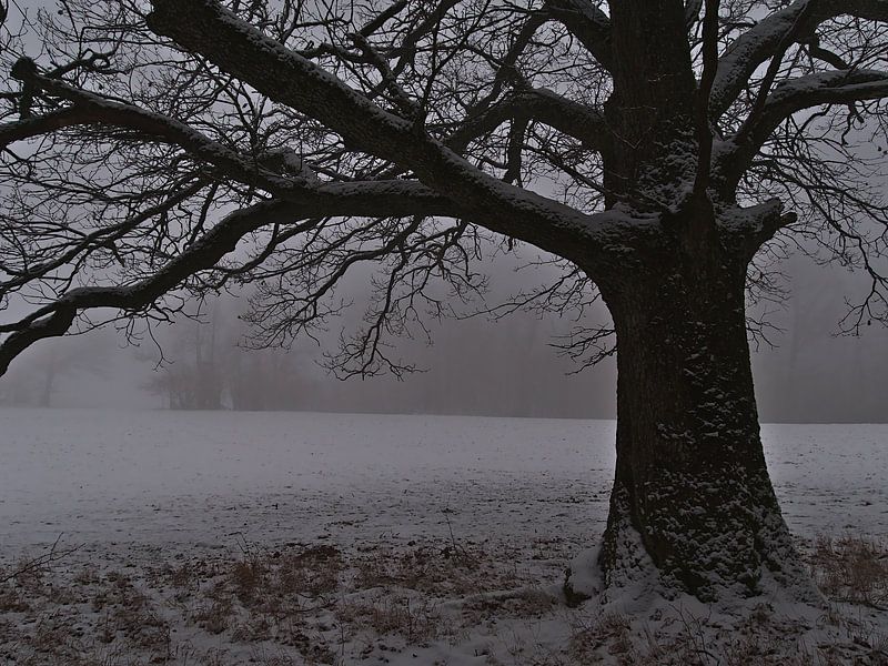 Dreary winter landscape with an old oak tree in the snow with fog by Timon Schneider