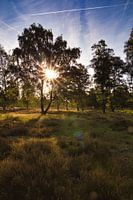 Zonsopgang in de heide