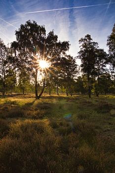 Sunrise in the heath