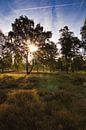 Zonsopgang in de heide van Joel Layaa-Laulhé thumbnail