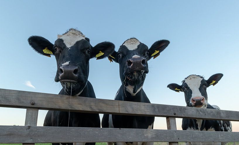Cows behind fence by Agnes Jaspers