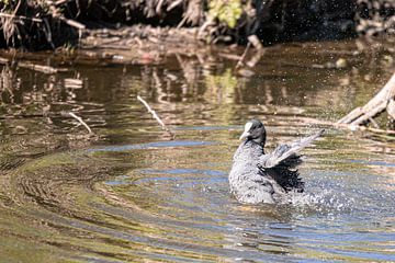 A wash for the coot by Karin Bakker