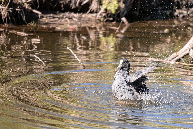 Een wasbeurt voor de meerkoet van Karin Bakker