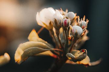 Stimmungsvolles Bild von weißen Blumen in der Knospe von Melissa Peltenburg