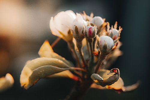 Sfeerbeeld van witte bloemen in knop