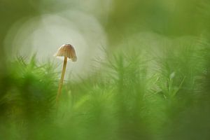 Versteckt im moos