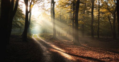 Mistig bospad met zonneharpen