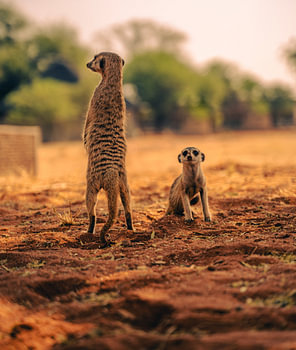 Meerkat in the Kalahari of Namibia, Africa