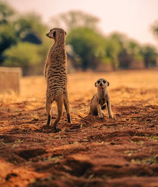 Suricates dans le Kalahari en Namibie, Afrique par Patrick Groß
