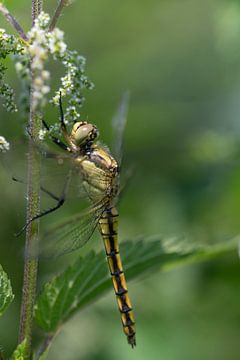 young female dragonfly by Ulrike Leone
