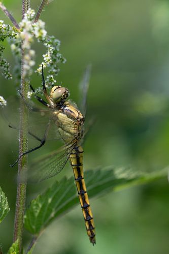 junge weibliche Libelle