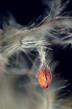 Fliegende Samen von Marlies Prieckaerts