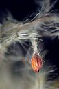 Fliegende Samen von Marlies Prieckaerts Miniaturansicht