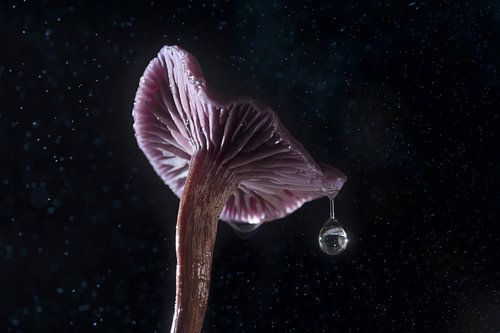 paarse zwam met druppel in de regen