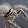 Petite araignée sur Masselink Portfolio