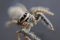 Kleine Spinne