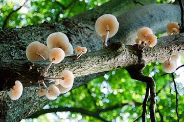 Pilze im Baum von Ellinor Creation