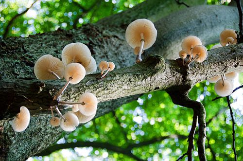 Mushrooms in the tree