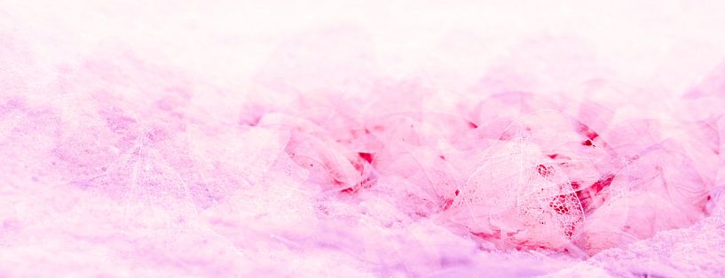 Roze en rode lampionnen van pauline smale