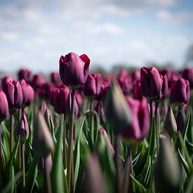Donker paarse tulpen bloemen in een veld bij Lisse - floral lente natuur en reisfotografie. van Christa Stroo fotografie