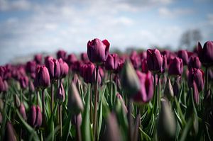 Dunkelviolette Tulpenblüten auf einem Feld in der Nähe von Lisse - florale Frühlingsnatur- und Reisefotografie.
