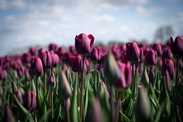 Donker paarse tulpen bloemen in een veld bij Lisse - floral lente natuur en reisfotografie.
