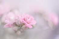Kalanchoe van Vliner Flowers thumbnail