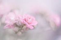 Blume