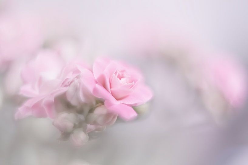 Kalanchoe van Vliner Flowers