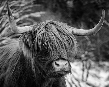 Highland cattle B/W by Silvio Schoisswohl