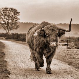 Grazer in the middle of the heath of the Goois Nature Reserve