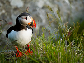 Papageientaucher im Gras von Willemijn Wolthaus