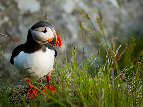 Pingouin torda dans l'herbe sur Willemijn Wolthaus