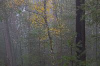 Young birch with yellow autumn leaves