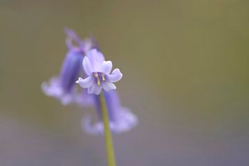 Blauwe hyacinten van Barbara Brolsma