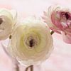 Ranunculus bouquet by Ada Zyborowicz