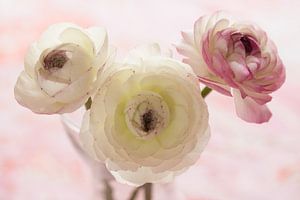 Ranunculus bouquet by Ada Zyborowicz