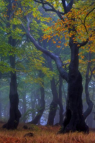 spooky beautiful autumn by Daniela Beyer